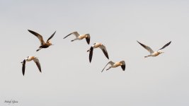 AvocetSquadron-192.jpg