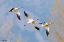 AvocetTrio-191.jpg