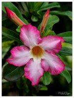 flower-pinky-2.jpg