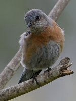 Bluebird6.jpg