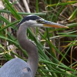 BlueHeron.jpg