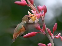 Hummer7.jpg