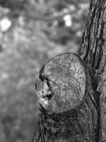 Tree.jpg