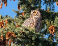 OwlPerched-194.jpg