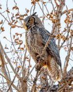 OwlPerched-195.jpg