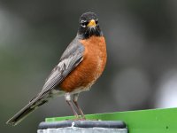 Robin2.jpg