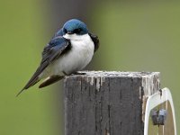 Swallow2.jpg