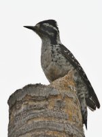 Woodpecker.jpg