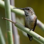 Hummer6.jpg