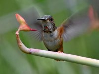 Hummer2.jpg
