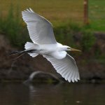 Egret.jpg