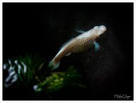 white-1-2.jpg