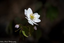 RD5_1480-Flower.jpg