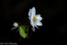 RD5_1481-Flower.jpg