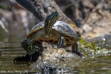 RD5_1115-Turtle.jpg