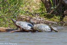 RD5_1170-Turtles.jpg
