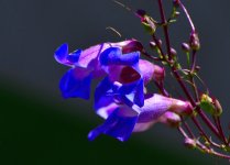 _ROY0891.jpg