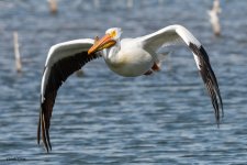 PeliFlight-196.jpg