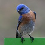Bluebird2.jpg