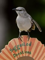 Mockingbird2.jpg