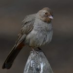 Towhee6.jpg