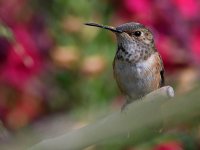 Hummer6.jpg