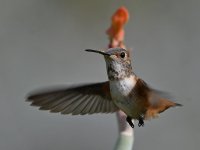 Hummer2.jpg
