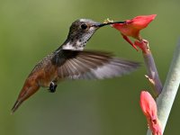 Hummer5.jpg