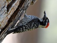 Woodpecker3.jpg