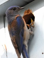 Bluebird6.jpg