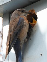 Bluebird9.jpg