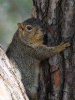 Squirrel3.jpg