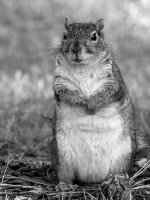 SquirrelBW.jpg