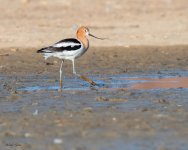 Avocet-197.jpg