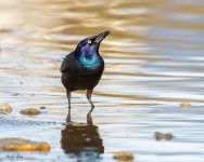 Grackle-197.jpg