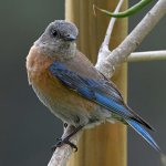 Bluebird3.jpg