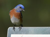 Bluebird11.jpg