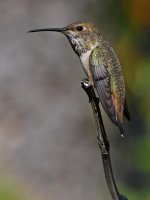Hummer.jpg