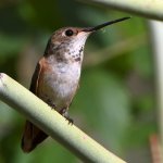Hummer4.jpg