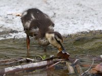 Duckling.jpg