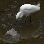 Egret3.jpg