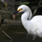 Egret6.jpg