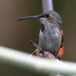 Hummer8.jpg