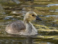 Gosling4.jpg