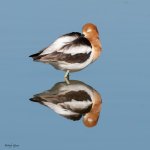 AvocetNap-197.jpg