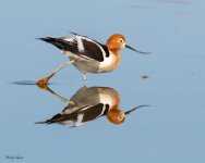 AvocetReflect-197.jpg