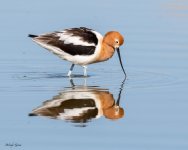 AvocetReflect-198.jpg