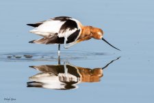 AvocetReflect-199.jpg