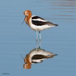 AvocetReflect-201.jpg