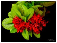 plant-2.jpg